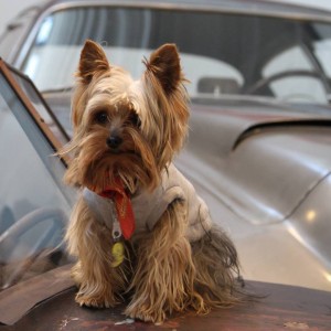 ADDIO A GIGI, IL CAGNOLINO DI CORRADO LOPRESTO